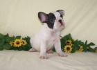 Cachorritos bulldog frances 150 - mejor precio | unprecio.es