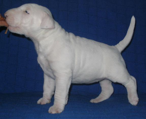 CACHORROS BULL TERRIER.