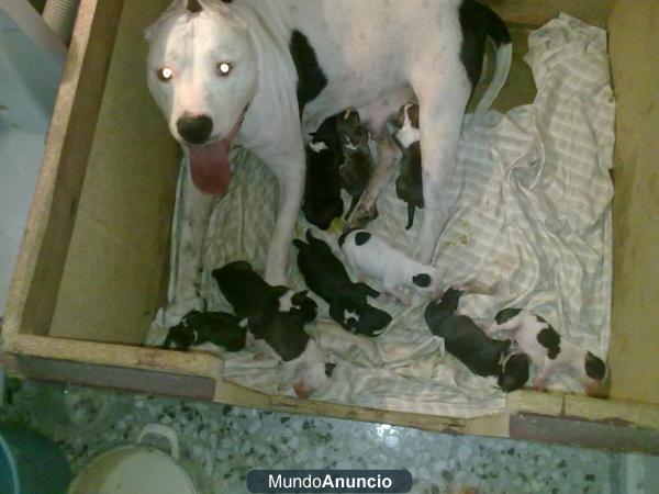 cachorros de american pitbull