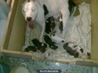 cachorros de american pitbull - mejor precio | unprecio.es