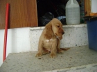 Cachorros de Cocker Dorados - mejor precio | unprecio.es