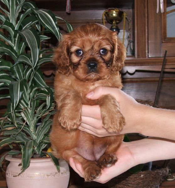 cavalier king Charles spaniel puppy (male)