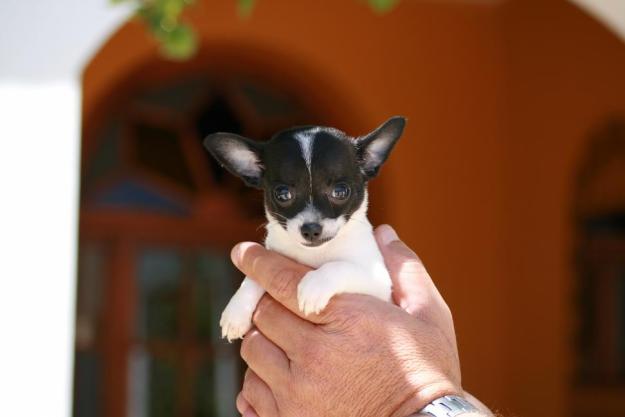 Chihuahuas minis con pedigree 590e