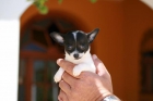 Chihuahuas minis con pedigree 590e - mejor precio | unprecio.es