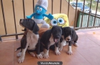 DOGOS ALEMANES NIETOS CAMPEONES - mejor precio | unprecio.es