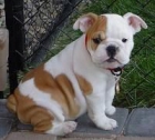 english bull dogs for free adoption - mejor precio | unprecio.es