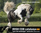 IRISH COB CATALUNYA - mejor precio | unprecio.es