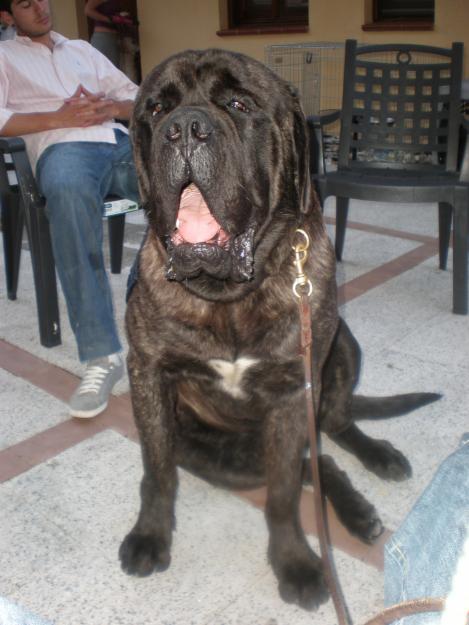 mastiff ingles