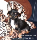 PERRITOS CHIHUAHUA TOY EN VENTA, ULTIMA CAMADA CAMBANUS__(martes, 08 de mayo de 2012 11:30) - mejor precio | unprecio.es