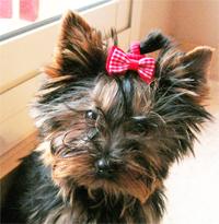 SE VENDEN PRECIOSOS CACHORROS PEQUE TOYS
