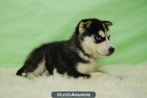 Siberian Husky SOMOS CRIADORES\'\' INFORMATE www.doogs.es