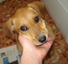 Toby cachorrito maltratado - mejor precio | unprecio.es
