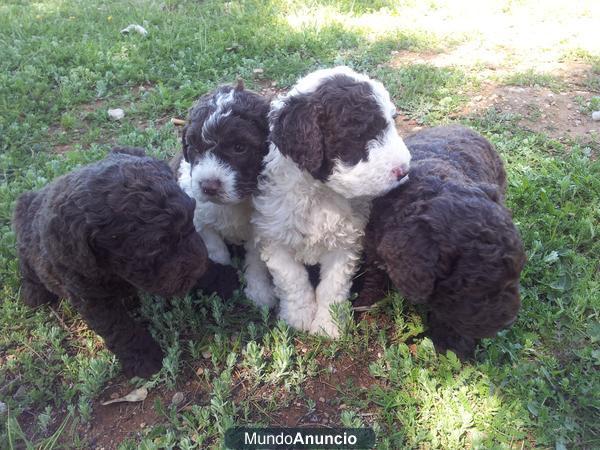 Vendo camada de Perros de agua criados en casa