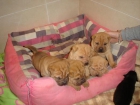 venta de cachorros shar-pei - mejor precio | unprecio.es