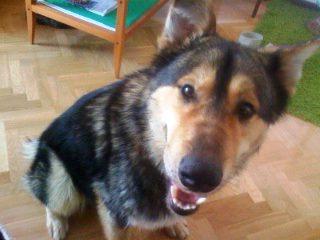 Baku, 1 añito, adopción