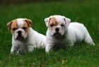 2 cachorros ( bulldog Ingles ) - mejor precio | unprecio.es