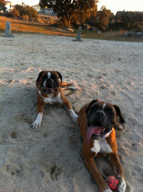 Cachorros de Boxer con excelente pedigree