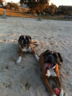 Cachorros de Boxer con excelente pedigree - mejor precio | unprecio.es