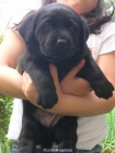 Cachorros de Labrador con pedigree de campeones - mejor precio | unprecio.es