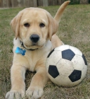 Cachorros Labrador retriever de un buen hogar - mejor precio | unprecio.es