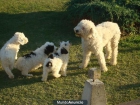 CAMADA CACHORROS DE PERRO DE AGUAS - mejor precio | unprecio.es