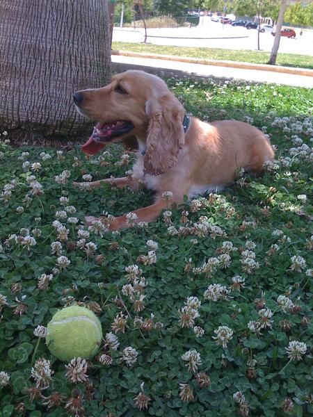 Cocker busca novio