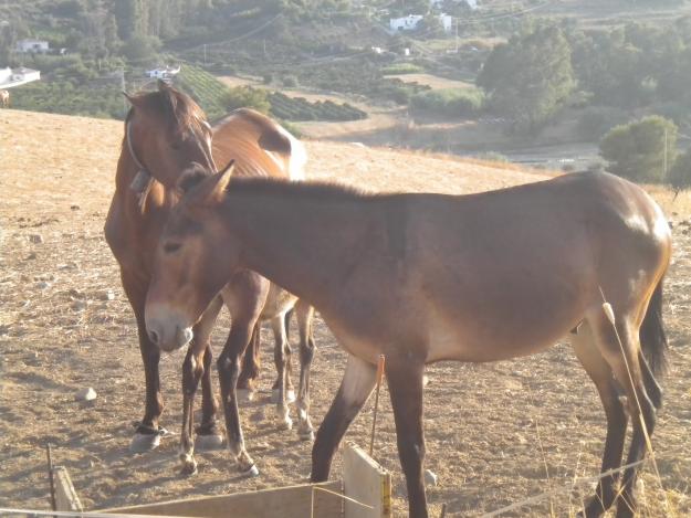 el mulo y su madre