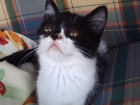 gatitos persa con exotico - mejor precio | unprecio.es