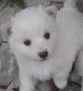 POMERANIA BLANCA