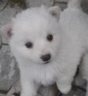 POMERANIA BLANCA - mejor precio | unprecio.es