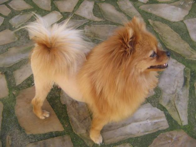preciosos cachorros de pomerania por 350€ de 3 kilogramos cuando sean grandes