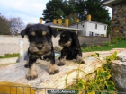 Preciosos cachorros Schnauzer miniatura - mejor precio | unprecio.es