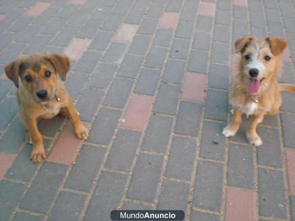 SE REGALA CACHORRO