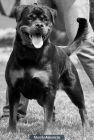 SENSACIONAL CAMADA DE ROTTWEILER - mejor precio | unprecio.es