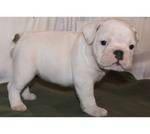 Super Cachorros Bulldog Inglés para ofrecer