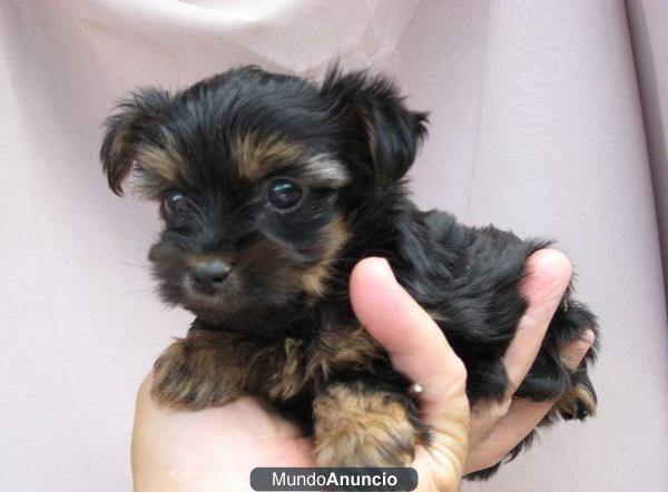 VENDO CACHORROS DE YORKSHIRE