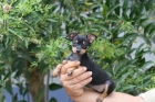VENTA DE PINCHERS MINIATURA VACUNADOS, DESPARASITADOS - mejor precio | unprecio.es