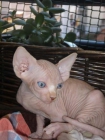 venta  Sphynx - mejor precio | unprecio.es