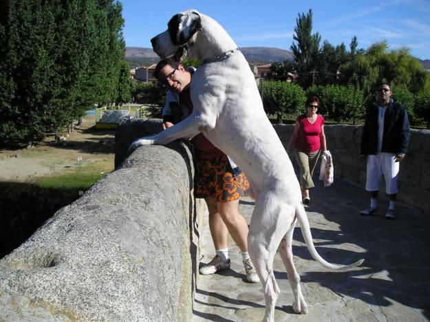 IMPRESIONANTE DOGO ALEMAN PARA MONTAS