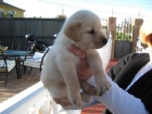 LABRADOR CON PEDIGRI OPCIONAL - mejor precio | unprecio.es