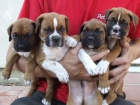 Lindo boxer cachorros para nuevo hogar - mejor precio | unprecio.es