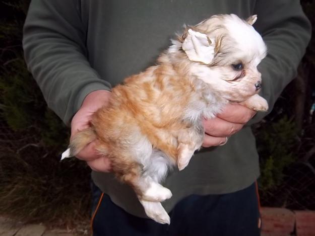 Preciosa cachorrita de crestado chino powder puff de exposicion