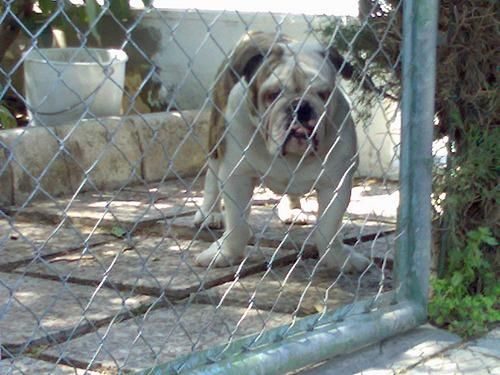 Se ofrece Bulldog Ingles Macho Impresionante para monta, Andalucía