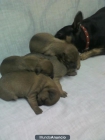 se vende cachorrita de pincher miniatura - mejor precio | unprecio.es