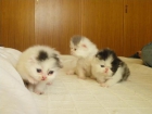 VENDO GATOS PERSAS - mejor precio | unprecio.es