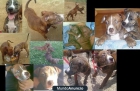 Vendo pareja de pitbulls 8 meses - mejor precio | unprecio.es