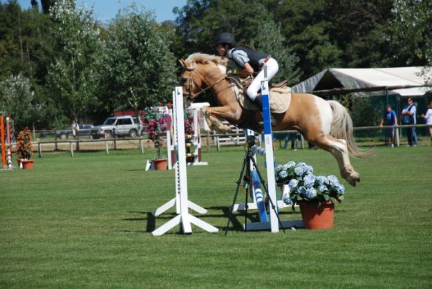 VENDO PONY DE SALTO DE OBSTÁCULOS Y COMPLETO