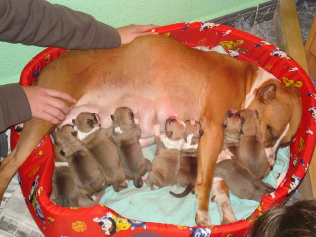 VENTA DE AMERICAN STANFORD TERRIER