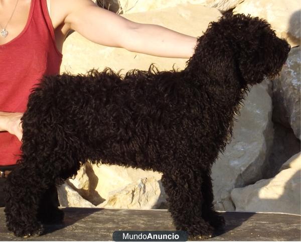 cachorros perro de agua espaÑol