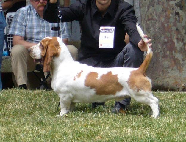 Basset Hound para Montas, BIS Joven